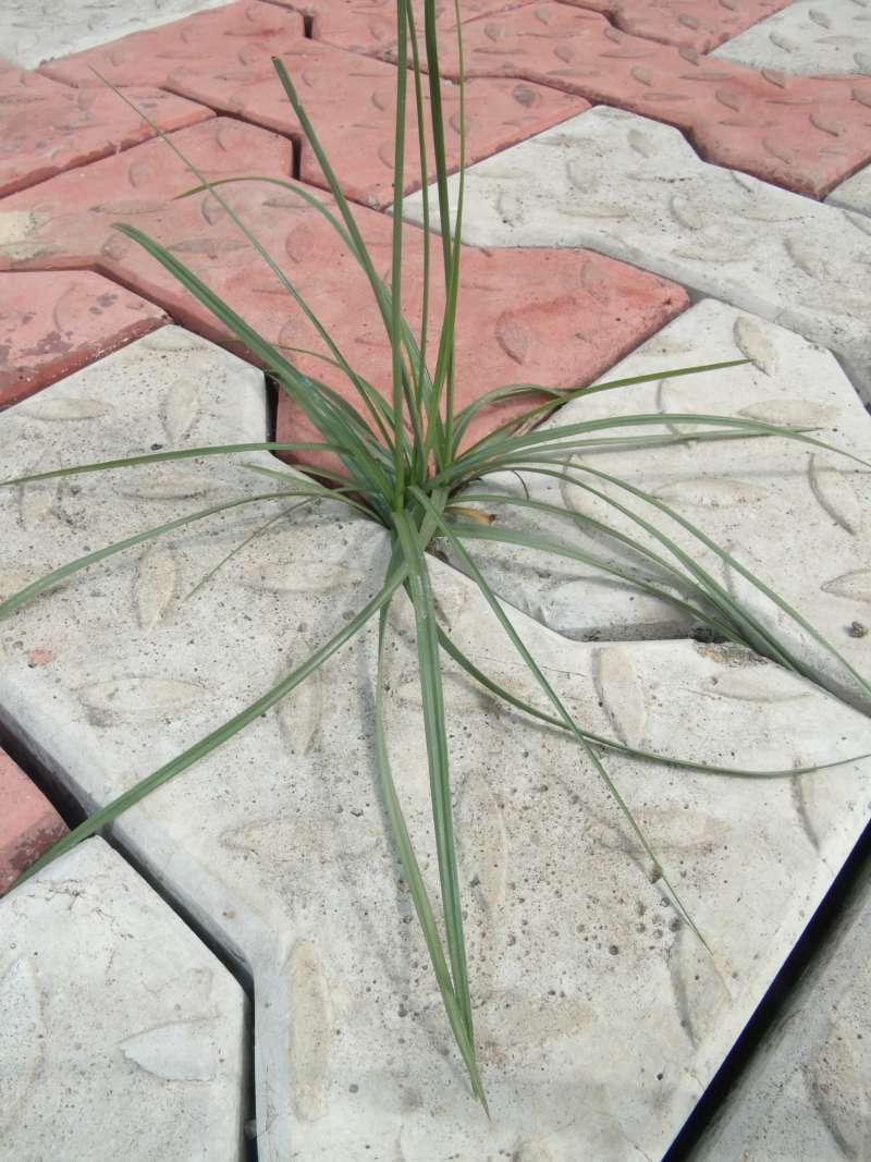 Leaves<br>(Location of Picture: South Nigeria, March 2016)