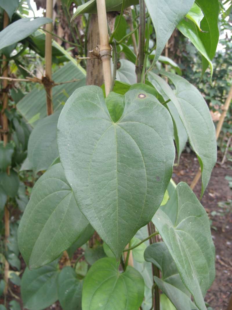 Leaf<br>(Location of Picture: South Nigeria, March 2016)