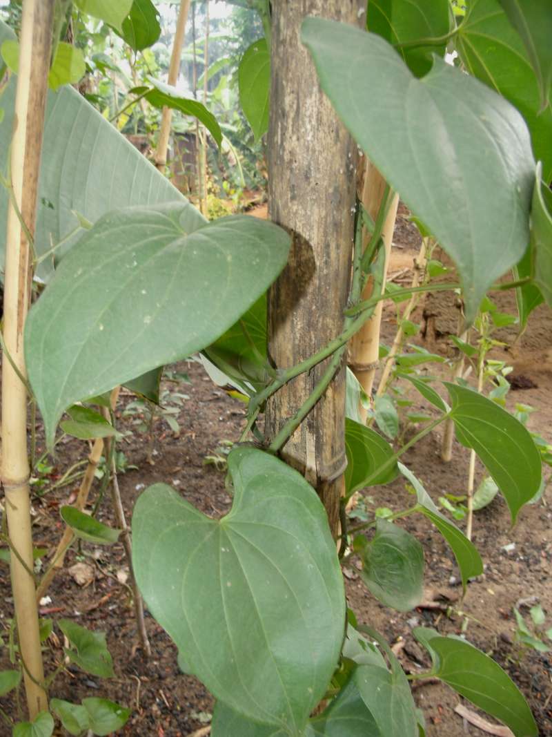 Tubers<br>(Location of Picture: South Nigeria, March 2016)