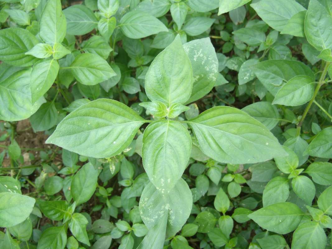 Top View of Leaves<br>(Location of Picture: South Nigeria, March 2016)