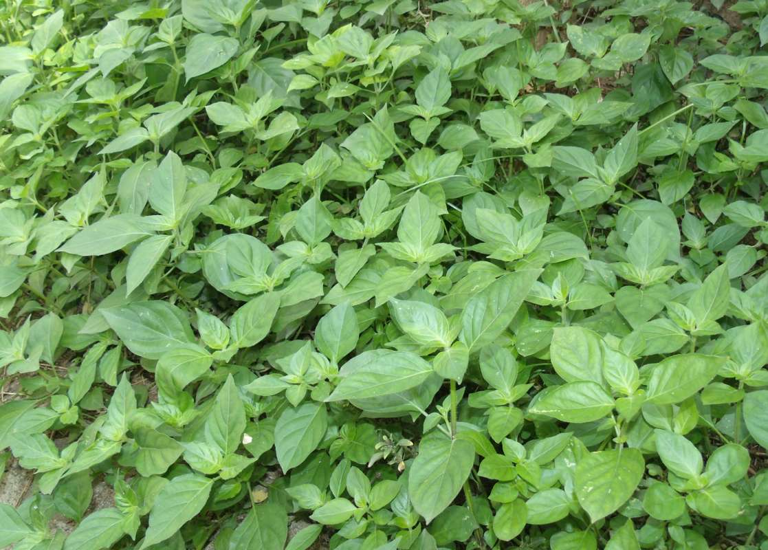 Garden View<br>(Location of Picture: South Nigeria, March 2016)