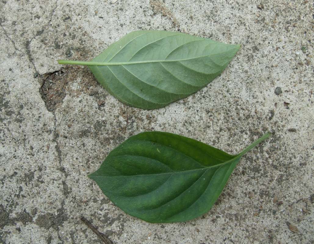 Leaves<br>(Location of Picture: South Nigeria, March 2016)