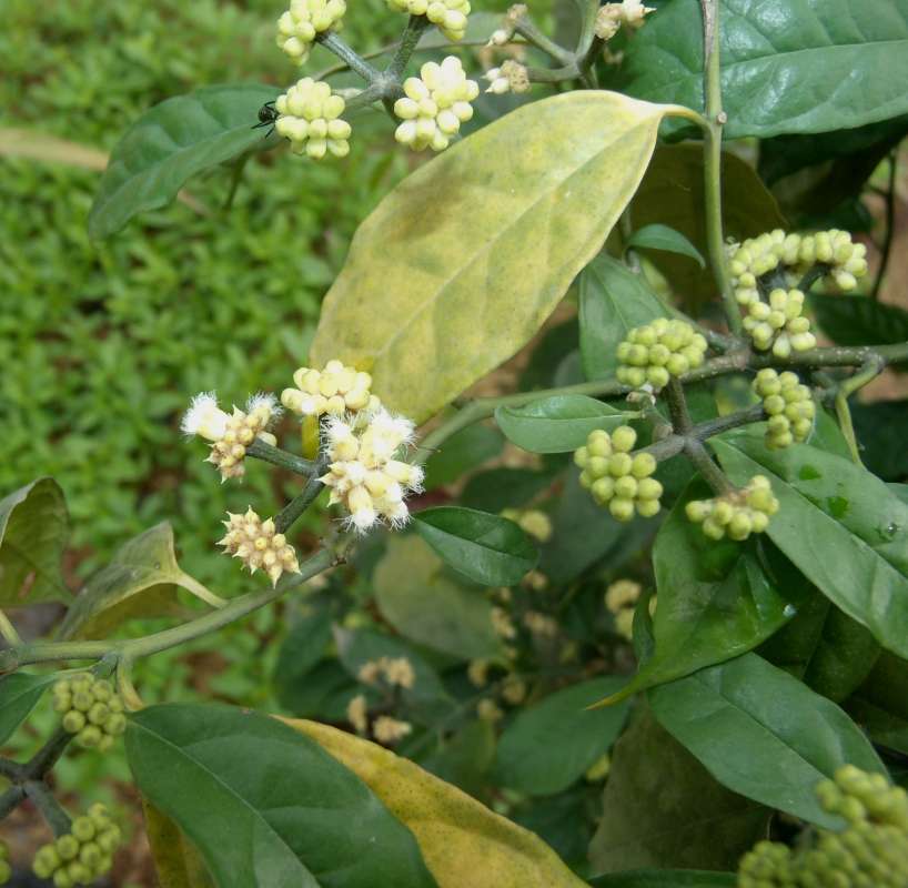 Flowers<br>(Location of Picture: South Nigeria, March 2016)