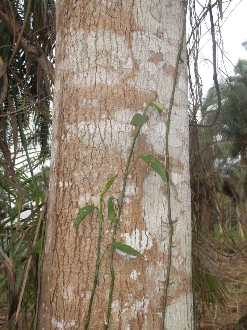 Bark<br>(Location of Picture: Southern Nigeria, 2016)
