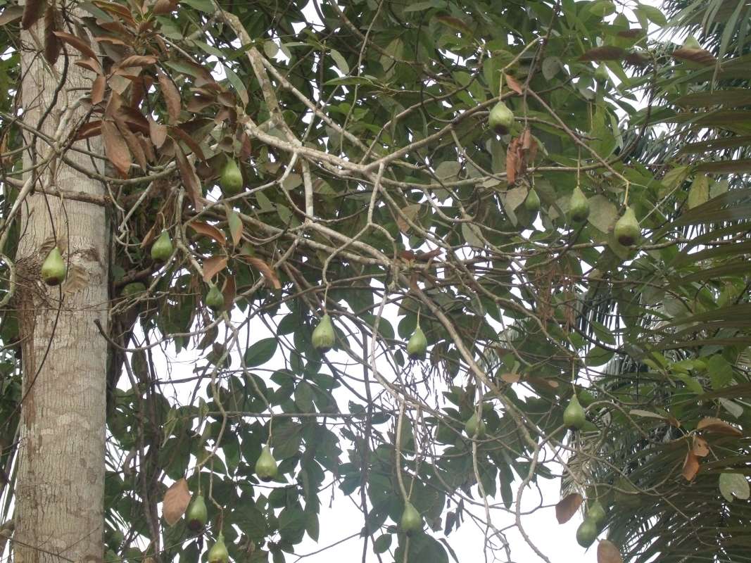 Fruits<br>(Location of Picture: Southern Nigeria, 2016)