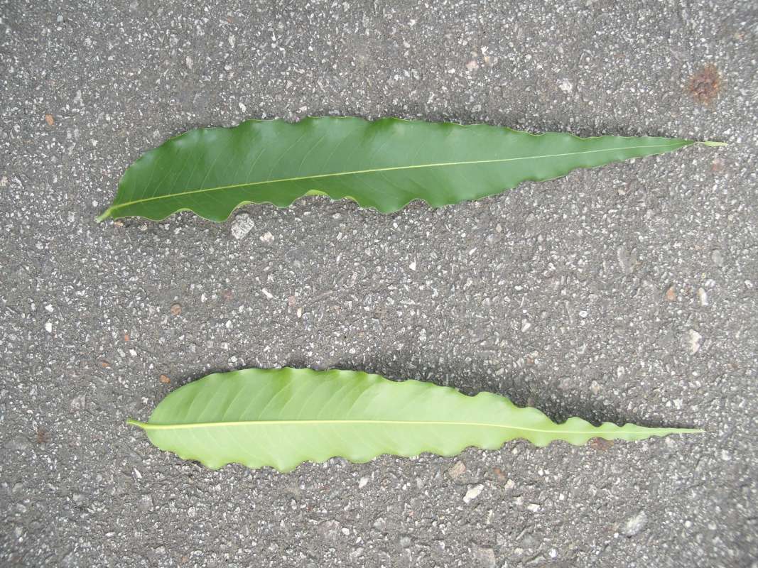 Leaves<br>(Location of Picture: Southern Nigeria, 2016)