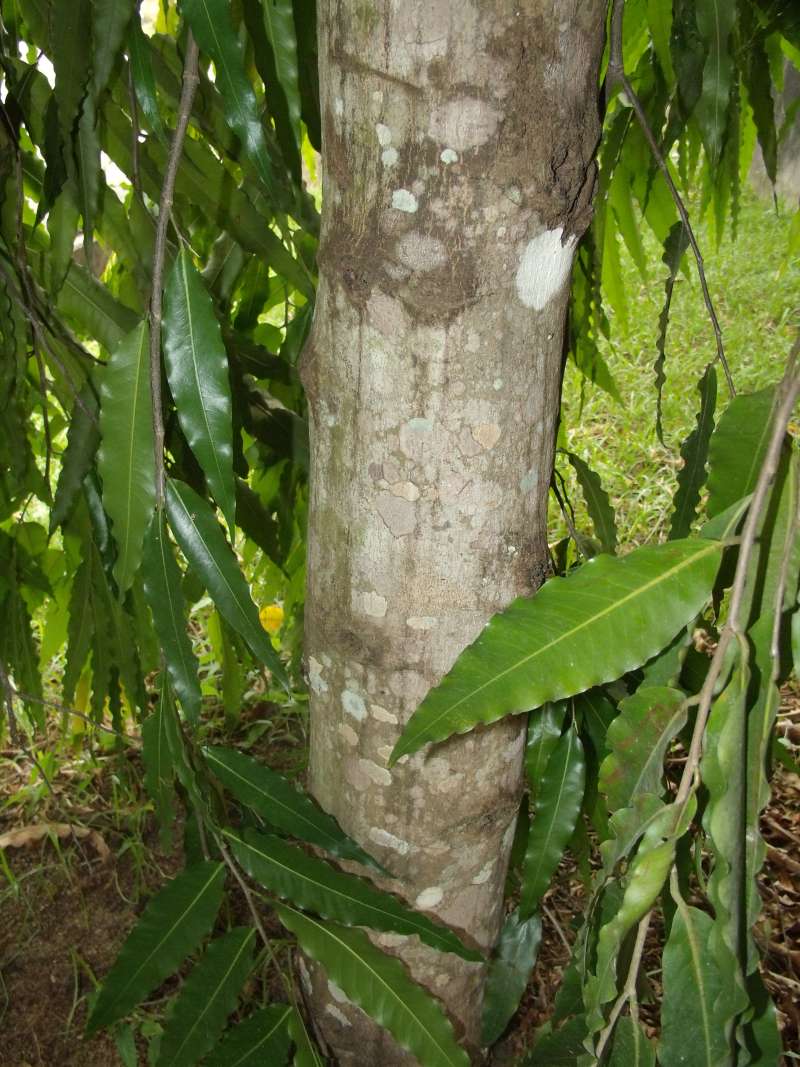 Bark<br>(Location of Picture: Southern Nigeria, 2016)