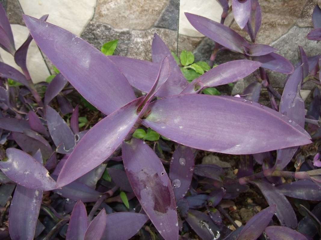 Leaves<br>(Location of Picture: Southern Nigeria, 2016)