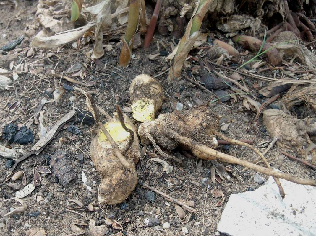 Tubers<br>(Location of Picture: Southern Nigeria, March 2016)