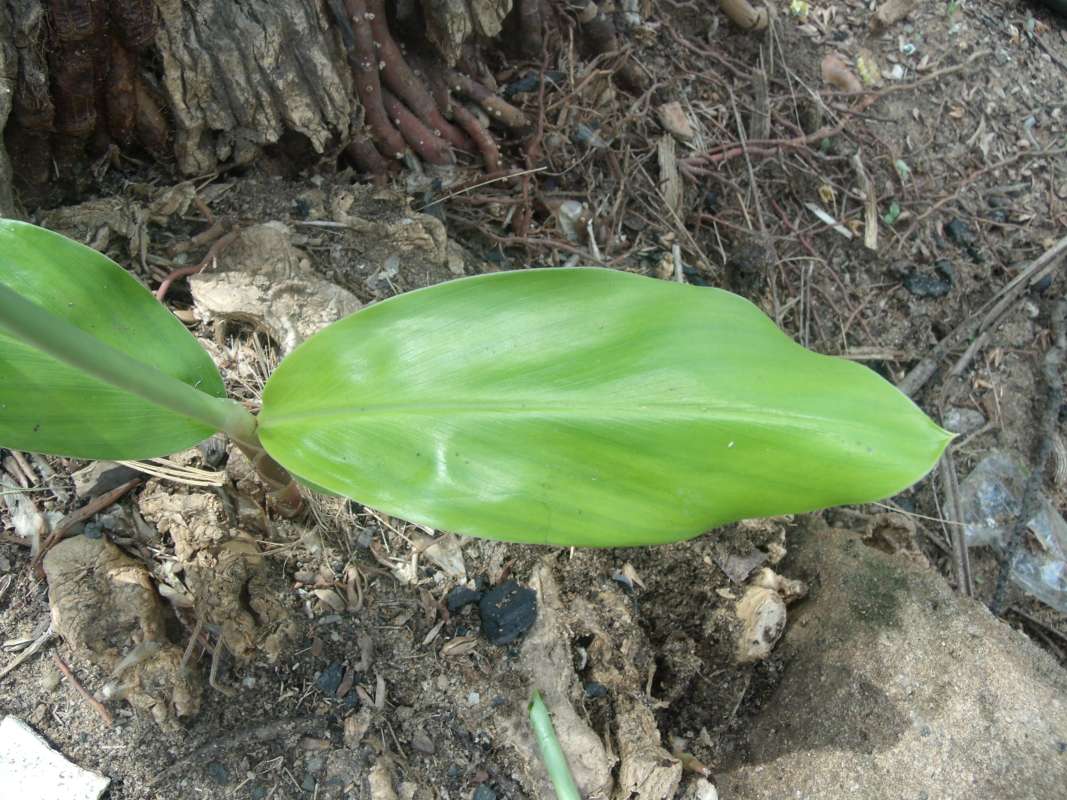 Leaf<br>(Location of Picture: Southern Nigeria, March 2016)