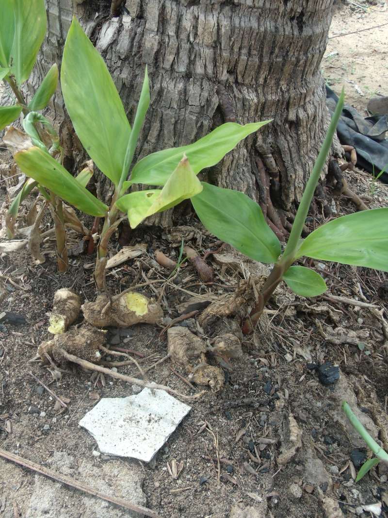 Garden View<br>(Location of Picture: Southern Nigeria, March 2016)