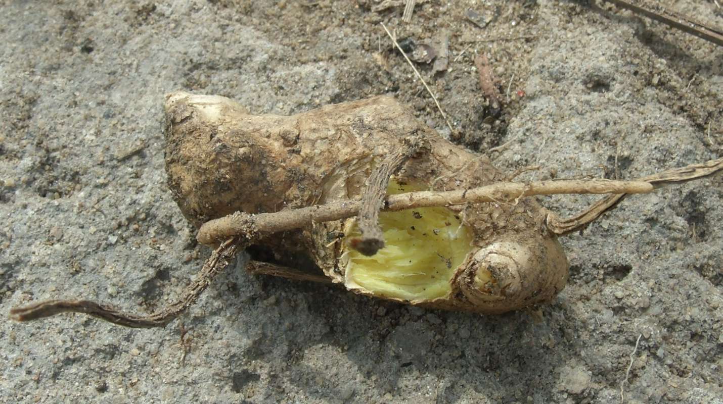 Fruit<br>(Location of Picture: Southern Nigeria, March 2016)