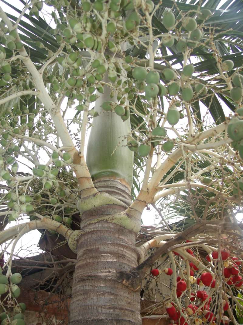 Trunk<br>(Location of Picture: Southern Nigeria, March 2016)