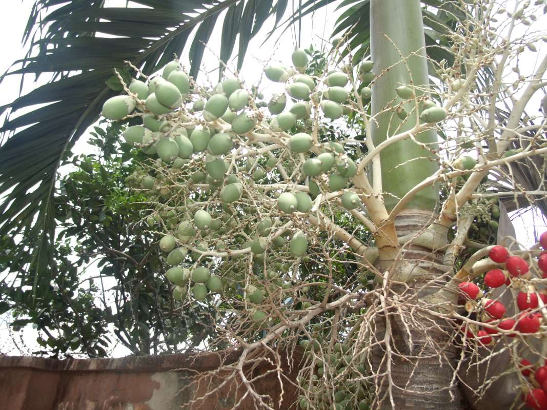 Young Fruits<br>(Location of Picture: Southern Nigeria, March 2016)