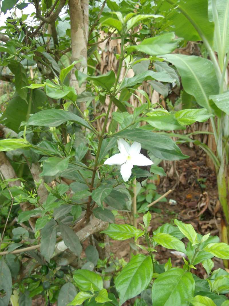 Silhouette<br>(Location of Picture: Southern Nigeria, March 2016)