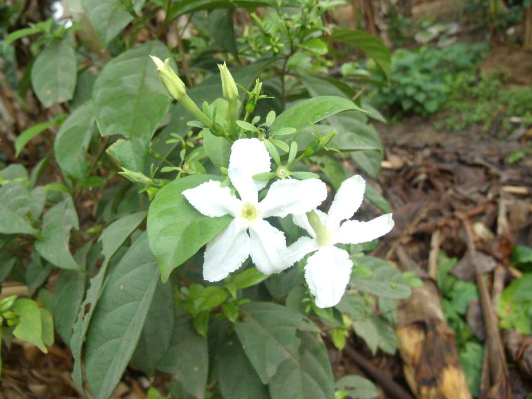 Top of Plant in Bloom<br>(Location of Picture: Southern Nigeria, March 2016)