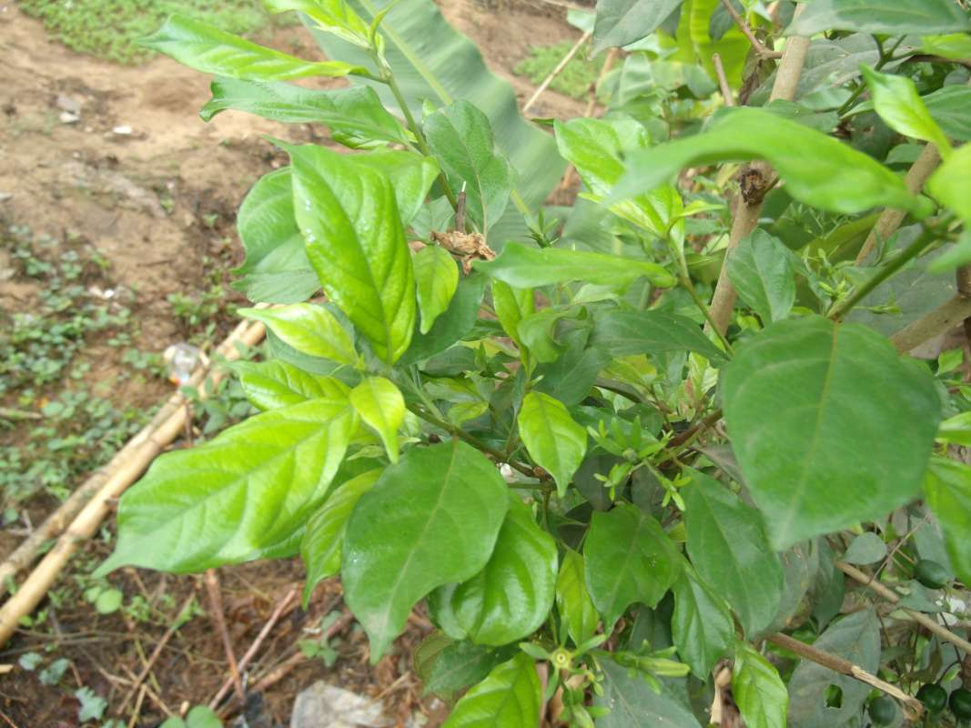 Leaves<br>(Location of Picture: Southern Nigeria, March 2016)