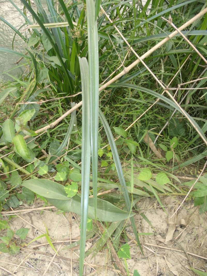 Leaf
