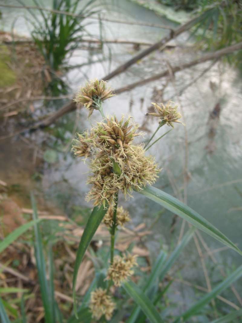 Top of Plant in Bloom