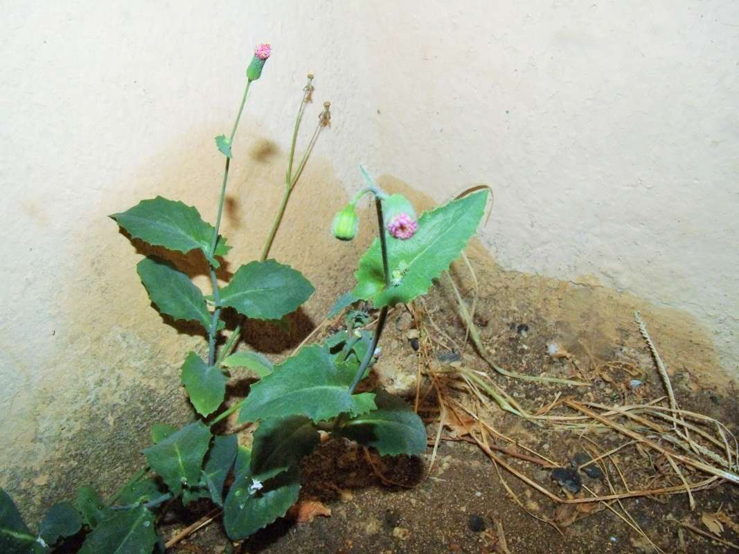 Top of Plant in Bloom
