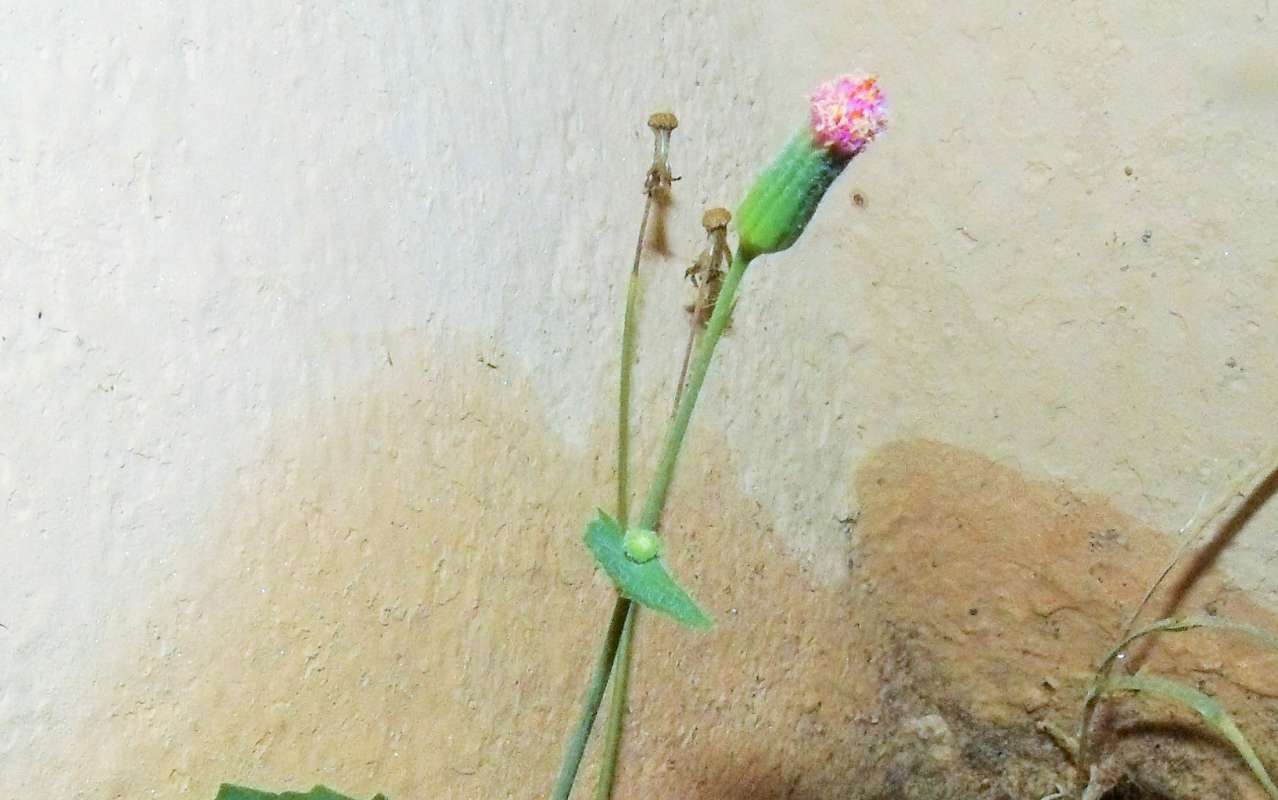 Flower - Side View
