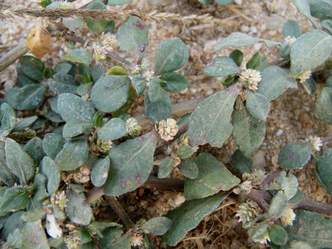 Stems<br>(Location of Picture: Southern Nigeria, 2016)