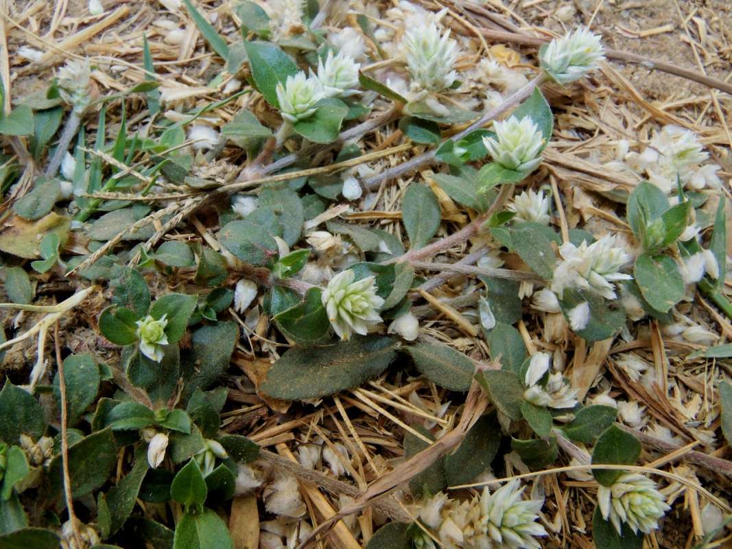 Top of Plant in Bloom<br>(Location of Picture: Southern Nigeria, 2016)