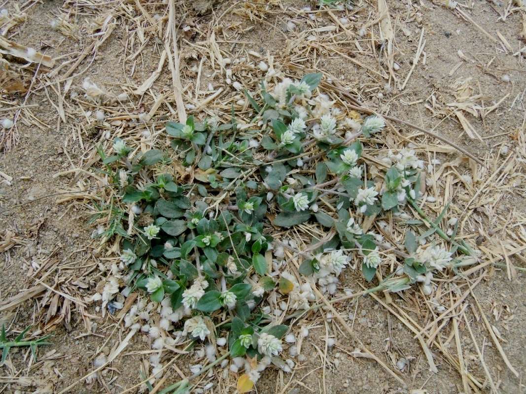 Habitat View<br>(Location of Picture: Southern Nigeria, 2016)