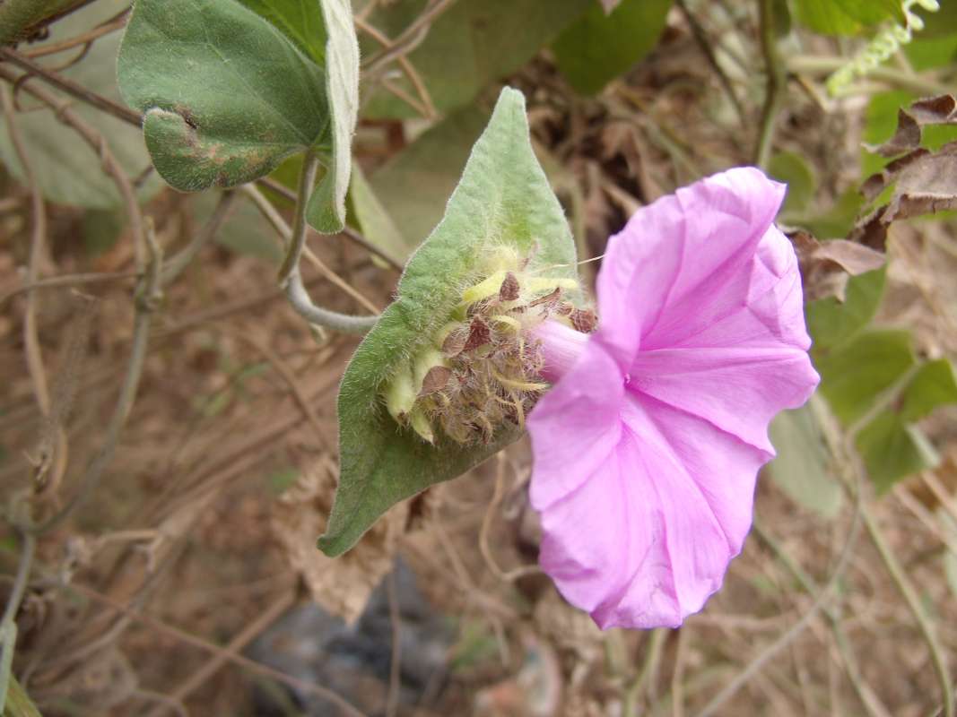 Flower - Side View