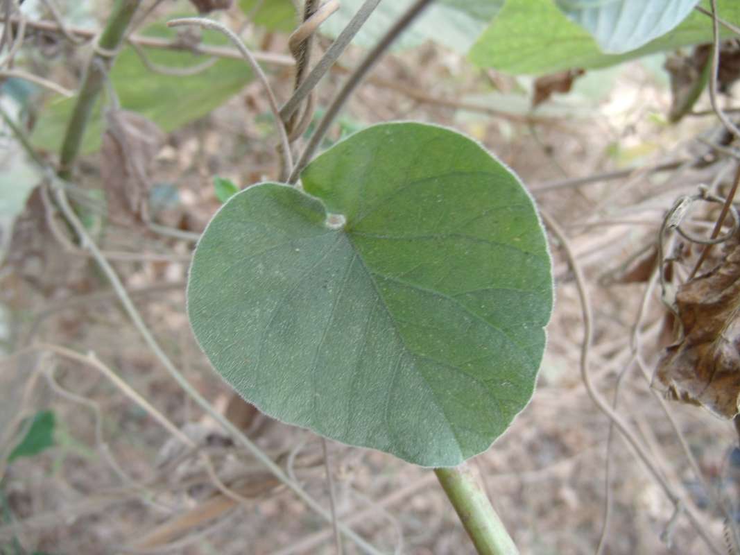 Leaf - Front View