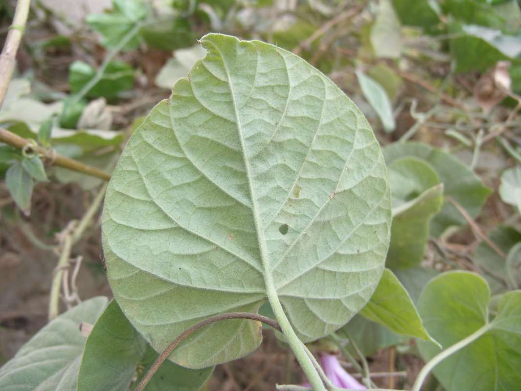 Leaf - Rear View