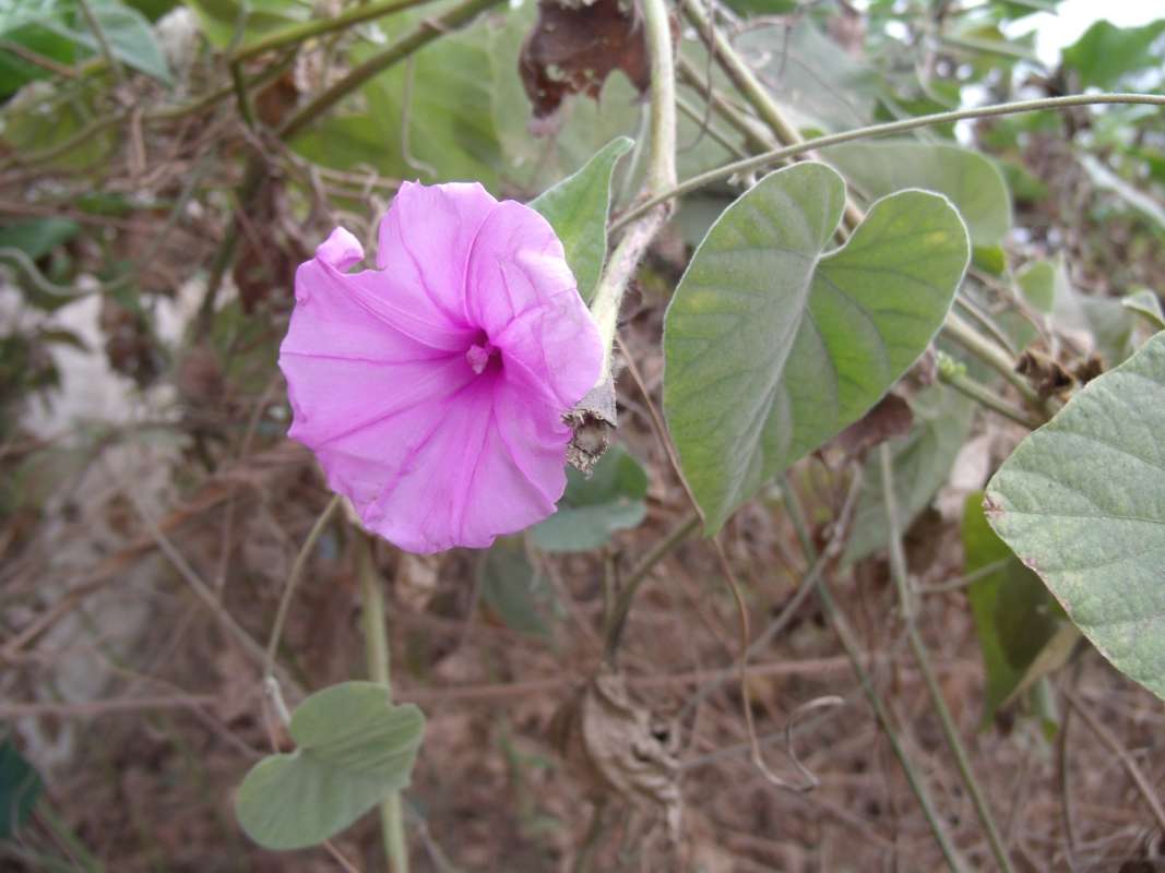 Top of Plant in Bloom