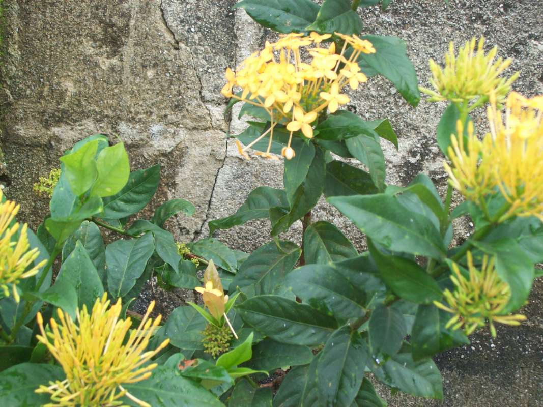 Top of Plant in Bloom
