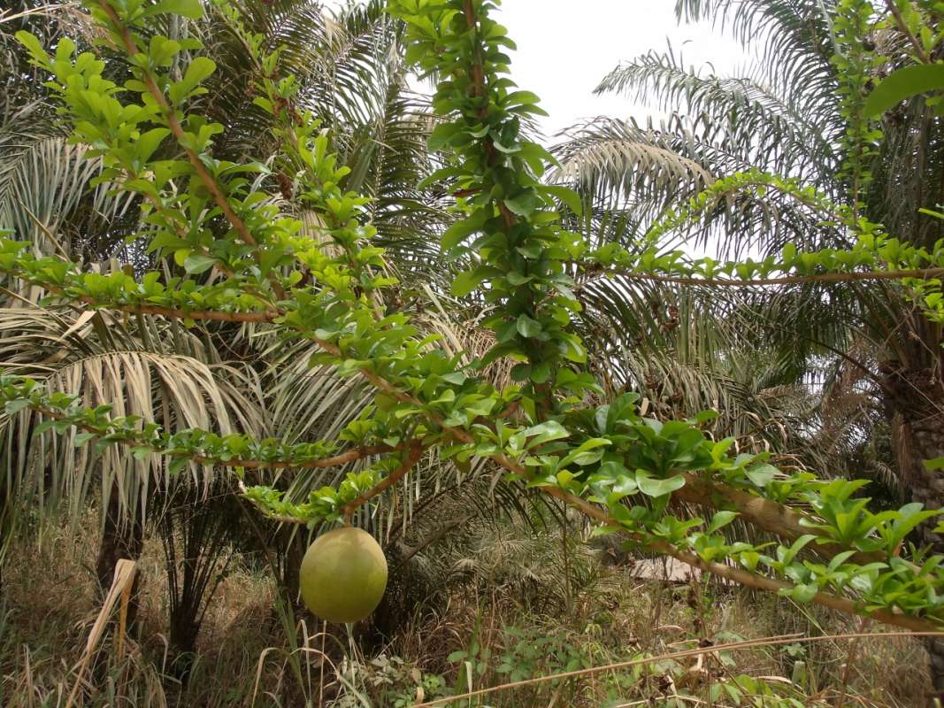 Top of Plant in Fruit