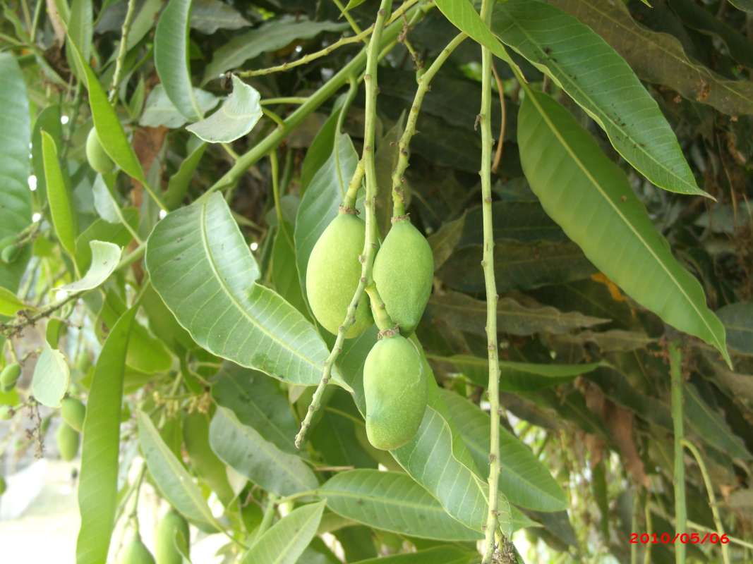 Young Fruits on Tree