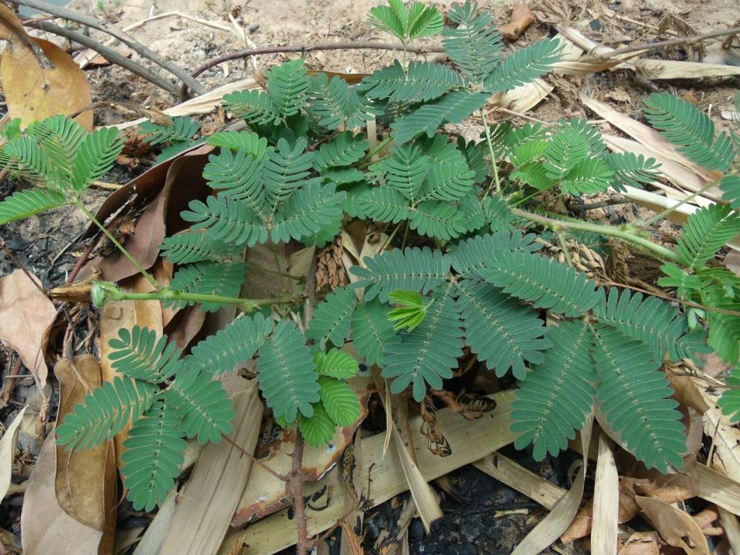 Leaves