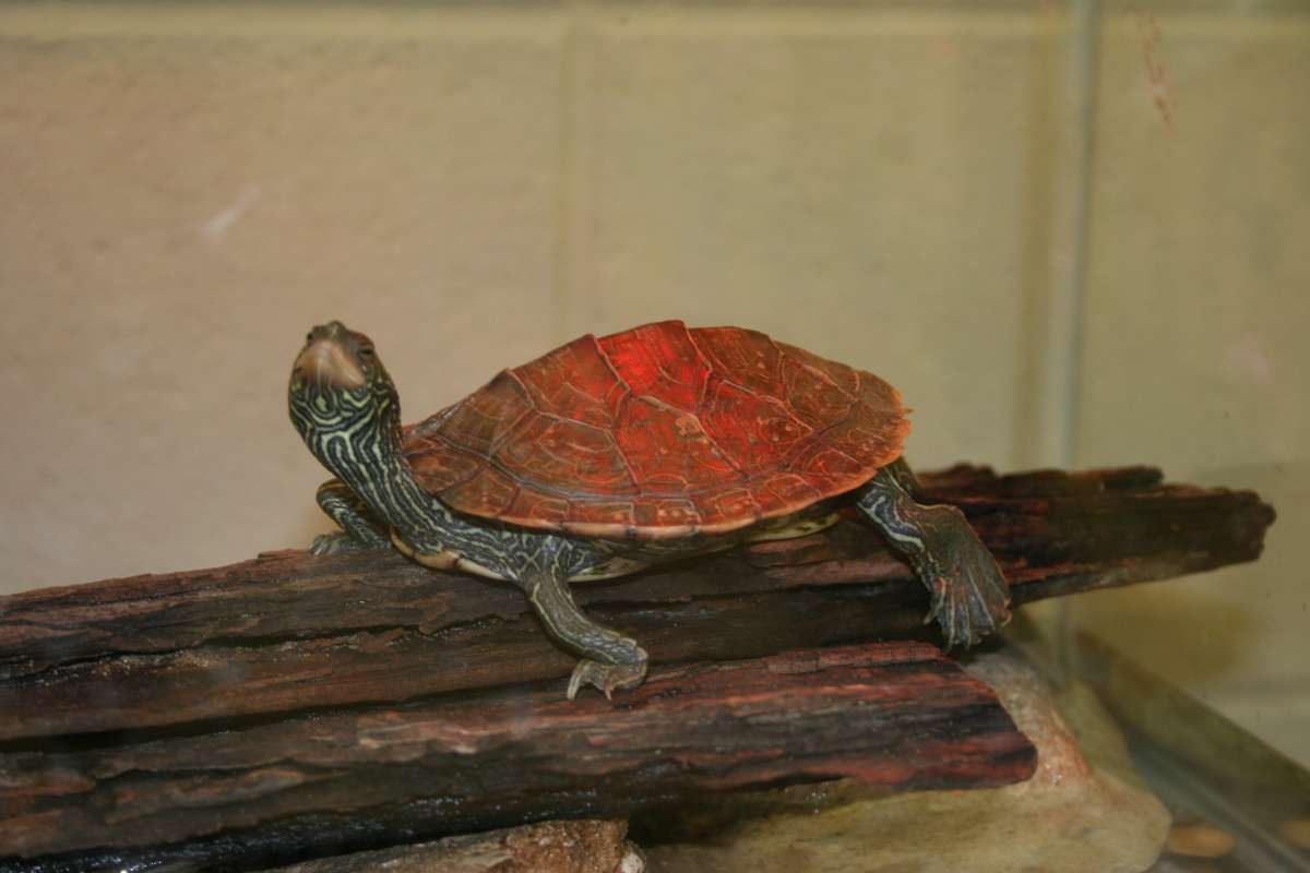 Uncertain Id<br>(Location of Picture: Museum, Muskegan, Mi, USA, 2008)
