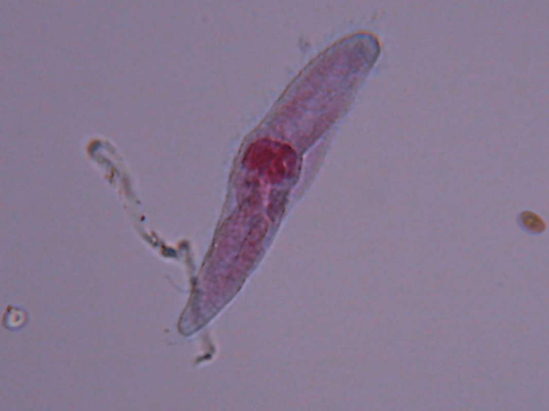 Close View<br>(Origin of the Specimen: Microscope Slide - Edmund Scien)