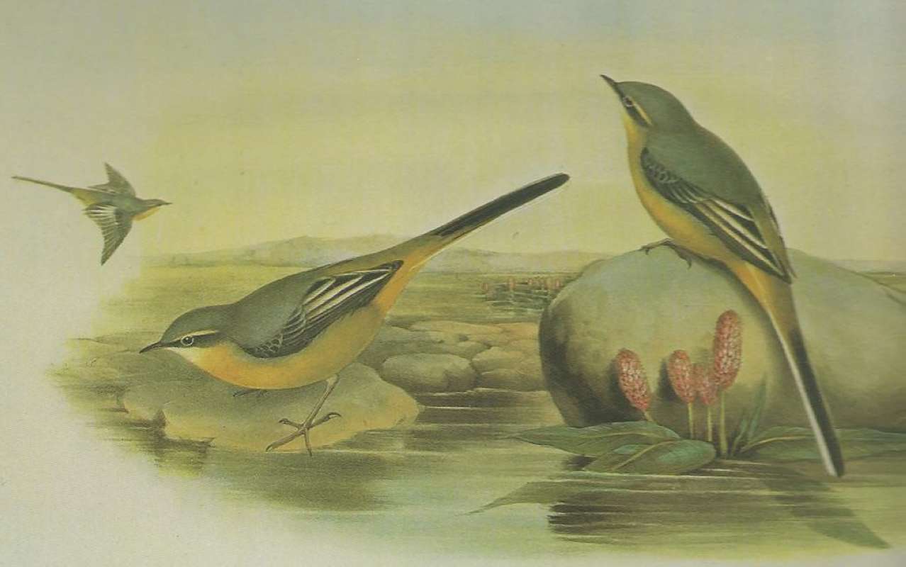 Autumn Plumage, ssp cinera<br>(Origin of the Specimen: Painting)