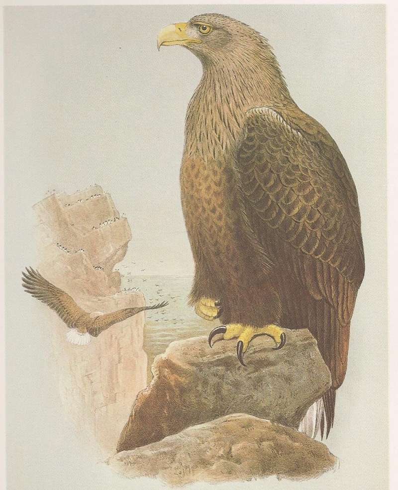 Adult with 2nd Adult in Flight<br>(Origin of the Specimen: Painting)