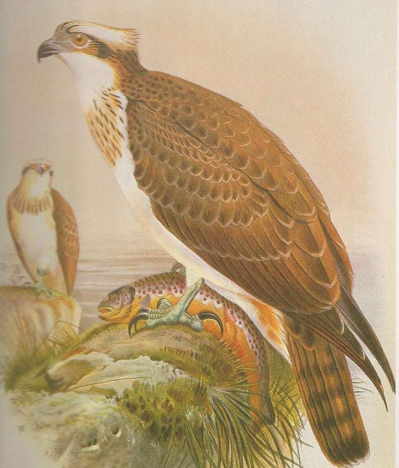 Adult with Prey - Large Trout<br>(Origin of the Specimen: Painting, ssp haliaetus)