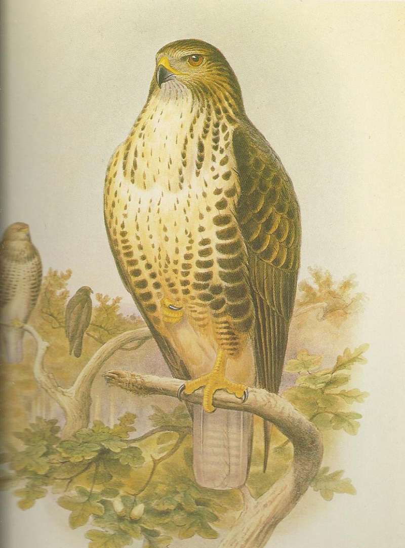 Two Adults - Different Colors<br>(Origin of the Specimen: Painting)