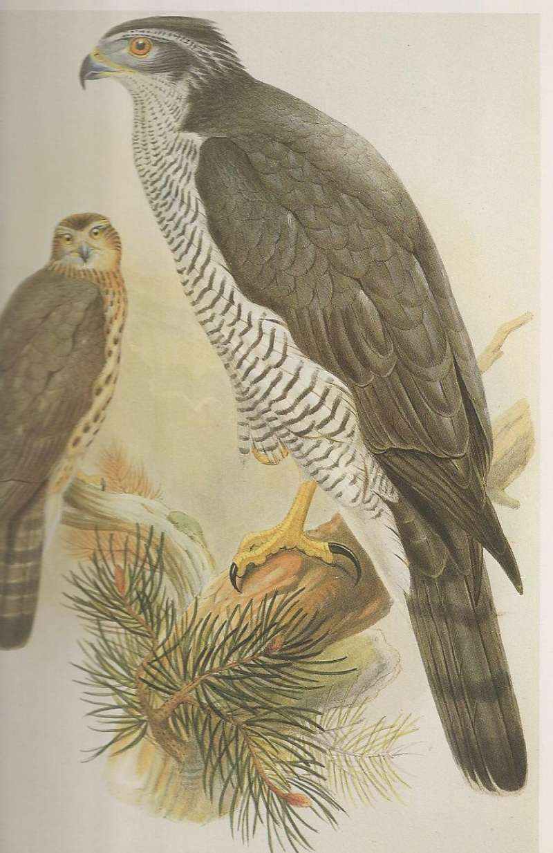 Female on Right with Young, ssp gentilis<br>(Origin of the Specimen: Painting)