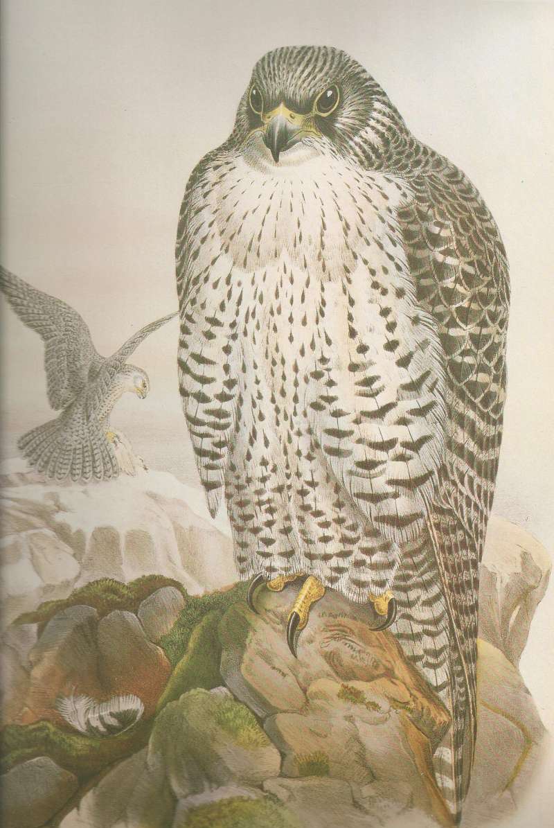 Adiult with 2nd Adult with Prey, ssp islandicus<br>(Origin of the Specimen: Painting)