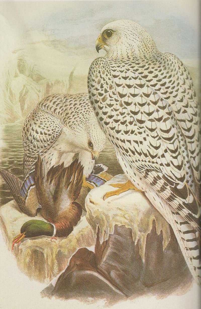 Two Adults - Dark Form, On Left w/ Prey, Greenland<br>(Origin of the Specimen: Painting)