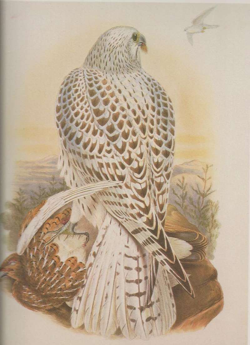 Dark Young with Adult in Flight, ssp candicans<br>(Origin of the Specimen: Painting)