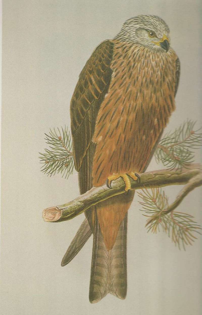 Adult<br>(Origin of the Specimen: Painting)