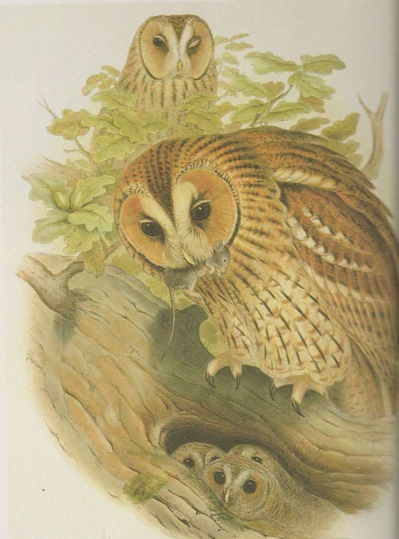 Adults with Young<br>(Origin of the Specimen: Painting)