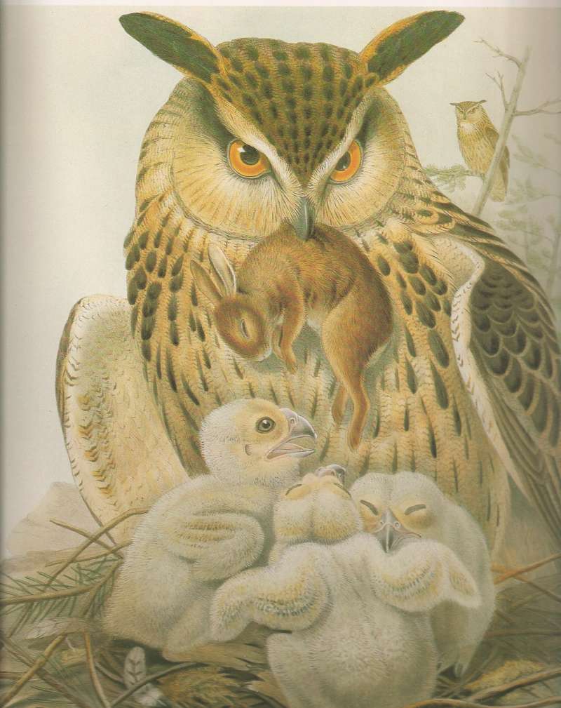 Adult with Young, ssp bubo<br>(Origin of the Specimen: Painting)