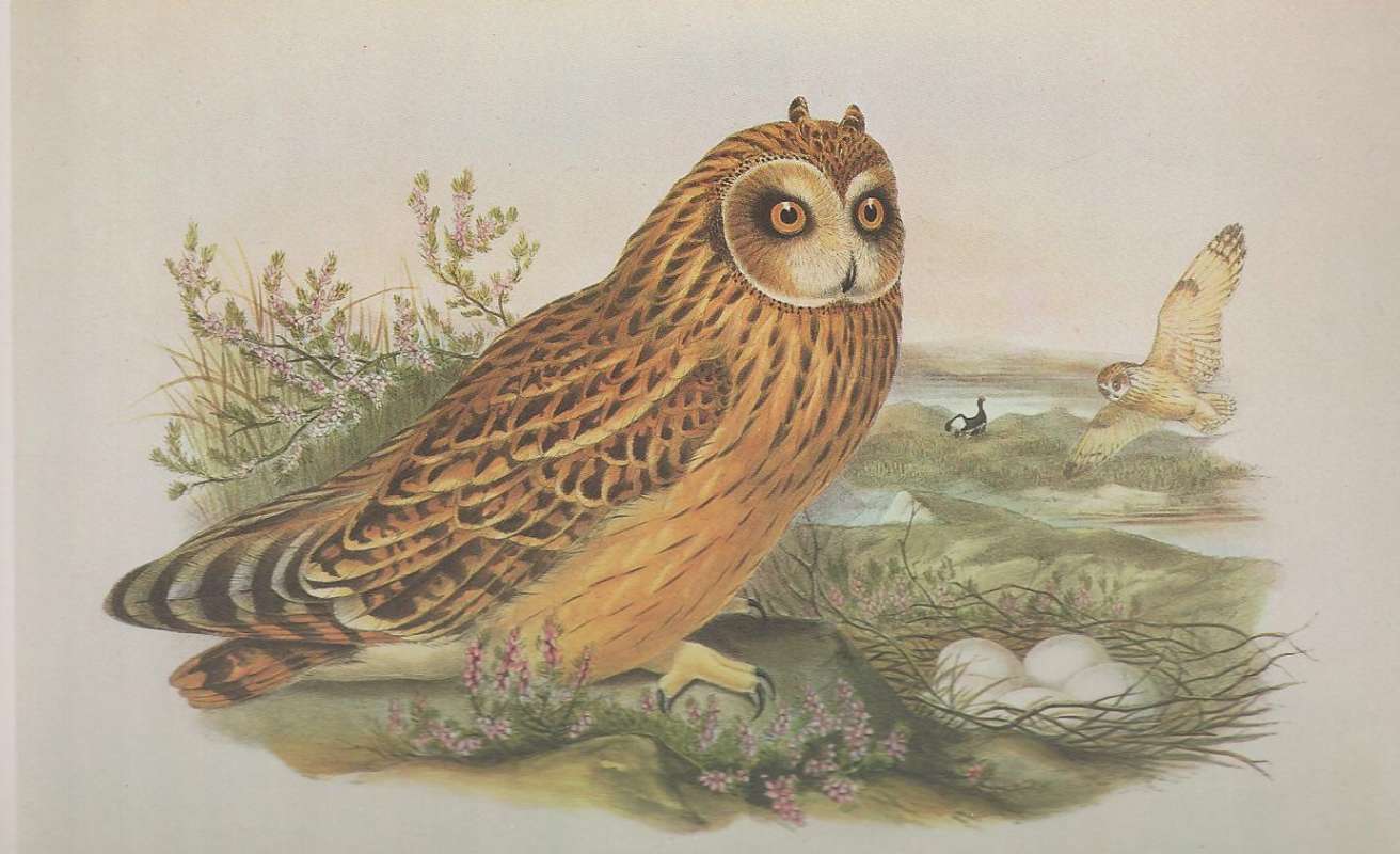 Adult w/ Eggs, 2nd Adult in Flight. , ssp flammeus<br>(Origin of the Specimen: Painting - John Gould)
